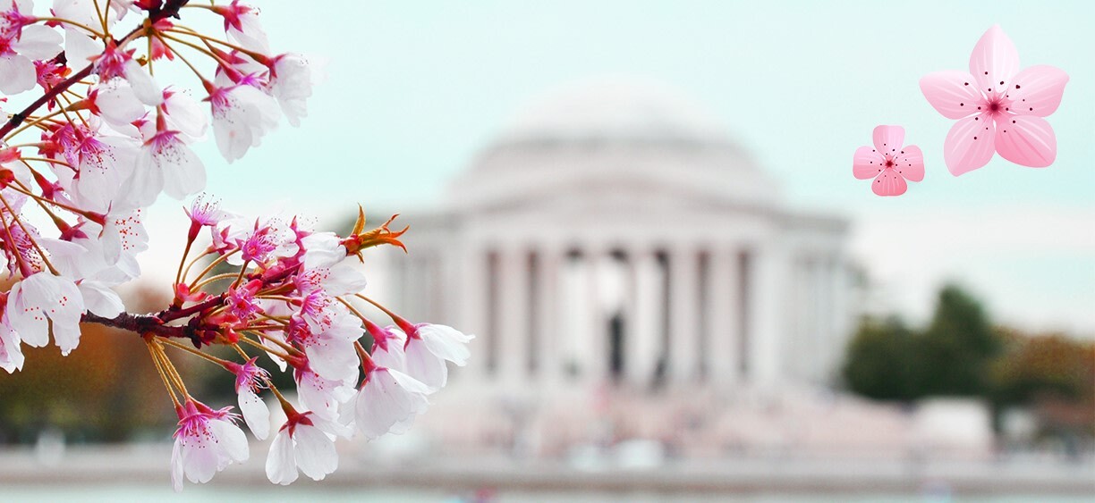 CherryBlossoms_NationalCherryBlossomFestival.jpg
