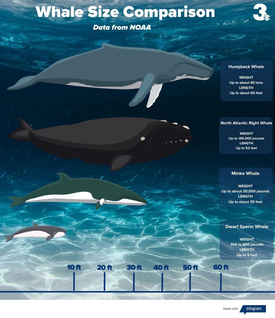 Whale size chart