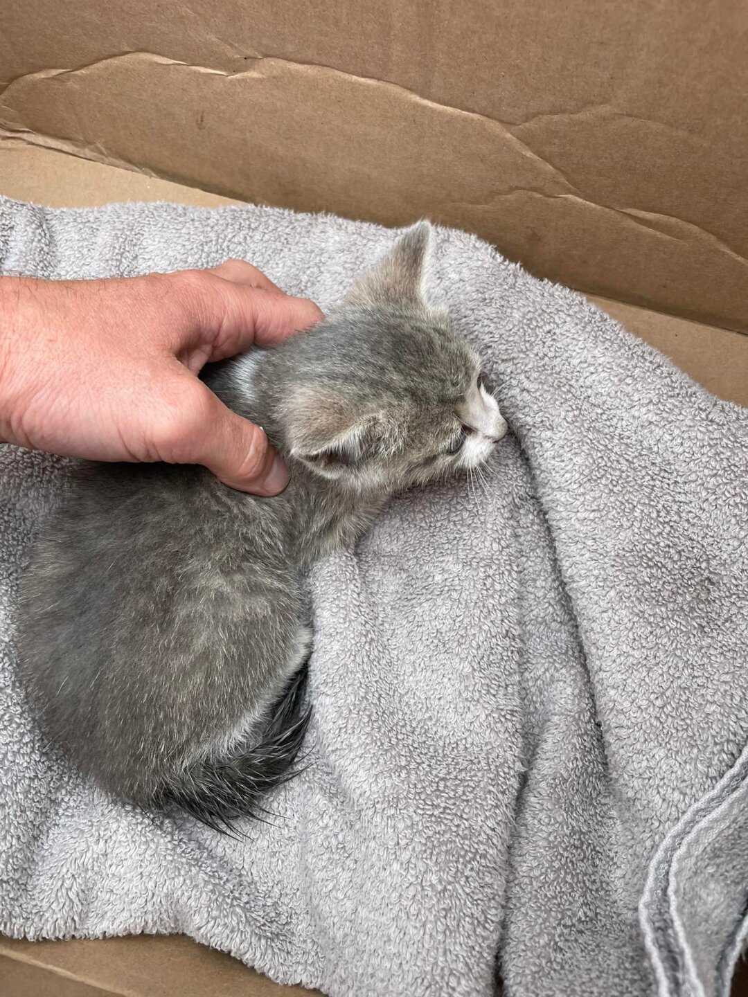 Plainfield Township firefighters find lost kitten