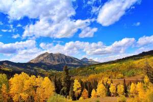 Kebler Pass aspens 2020_Katie Kushnir