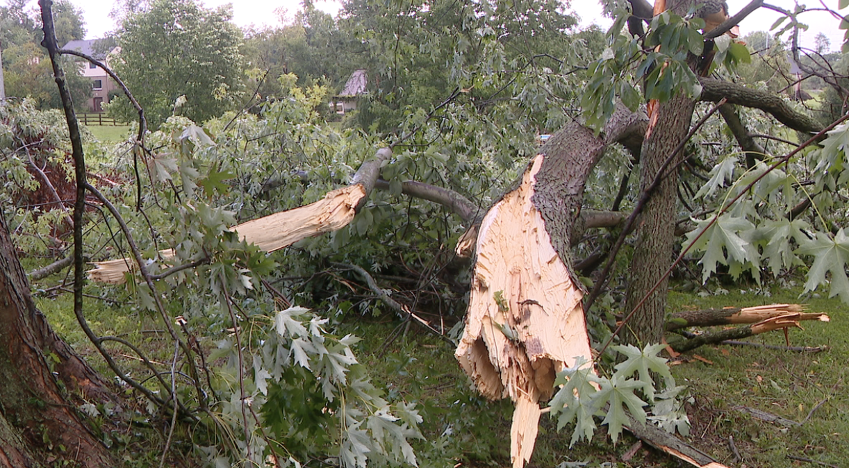 Pierce Township tree