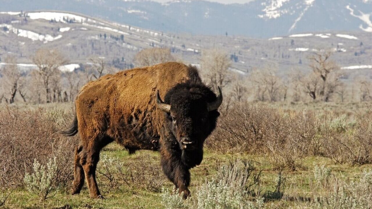 Bison