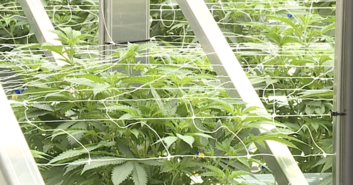 Florida's Supreme Court debates recreational marijuana amendment for 2024 ballot - Vimarsana News
