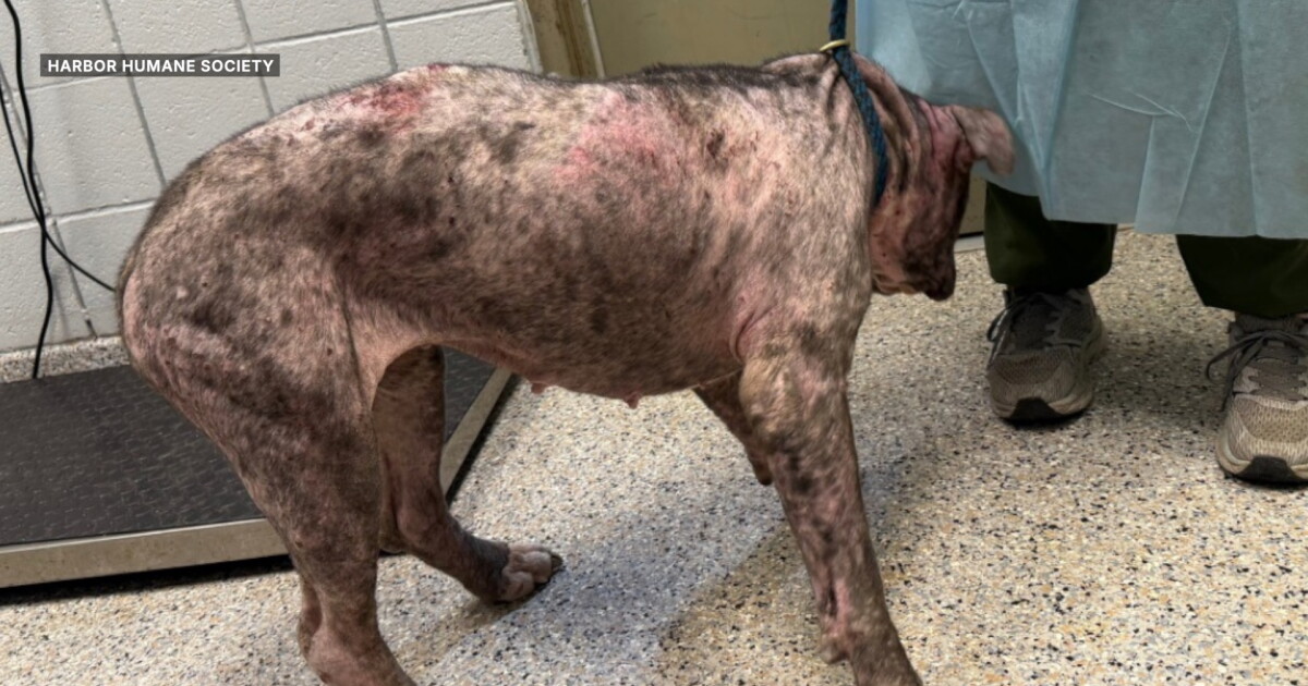 26 animals seized from Holland breeding operation find care at Harbor Humane Society