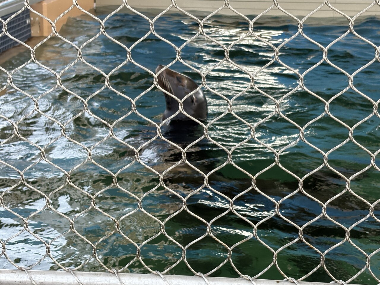 Clearwater Marina Aquarium welcomes Sea Lions for the first time4.jpg