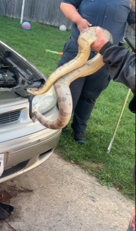 Steinle handling the snake after she was able to get it out of the hood of the car