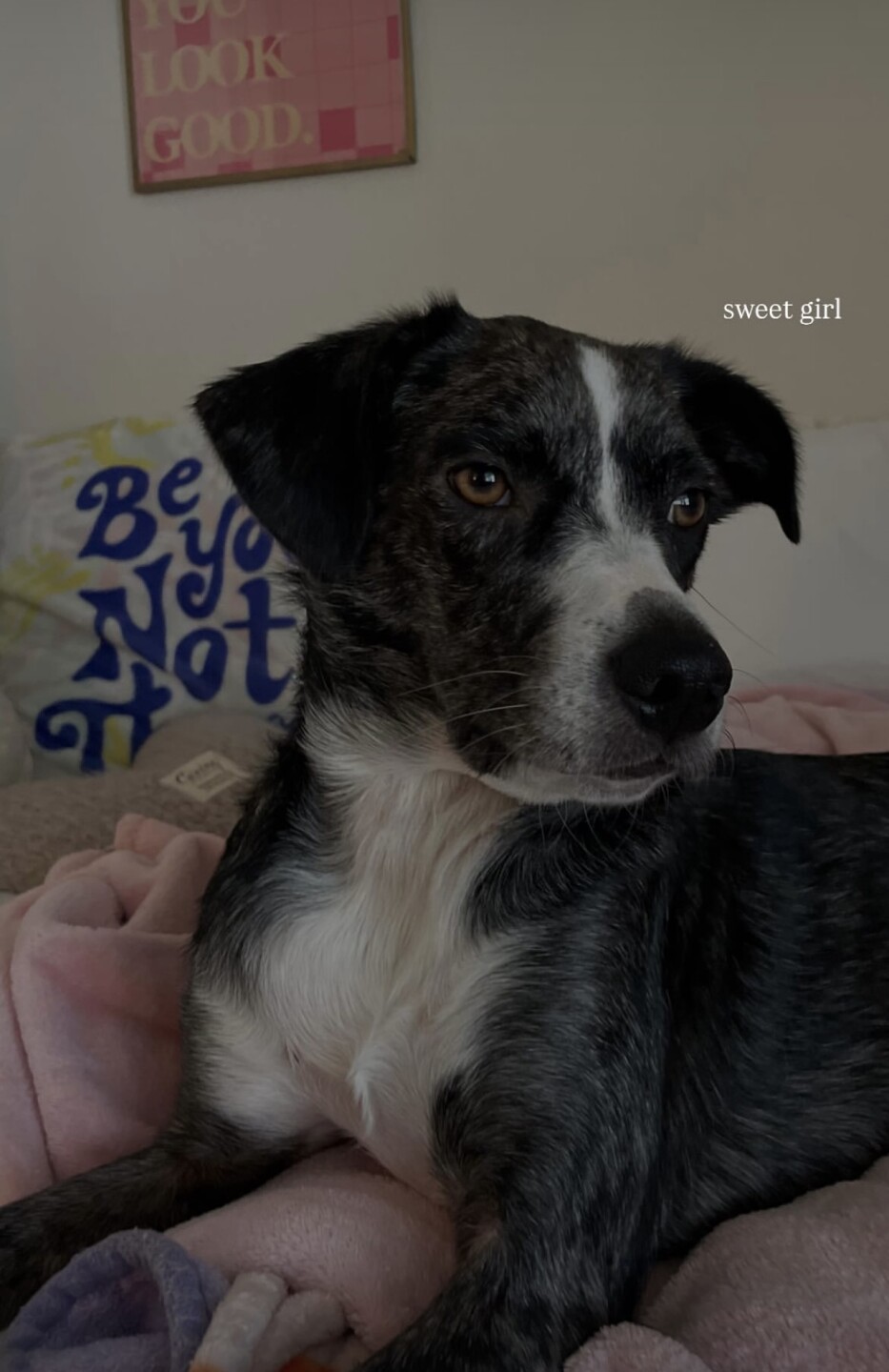 Dog walking forecast