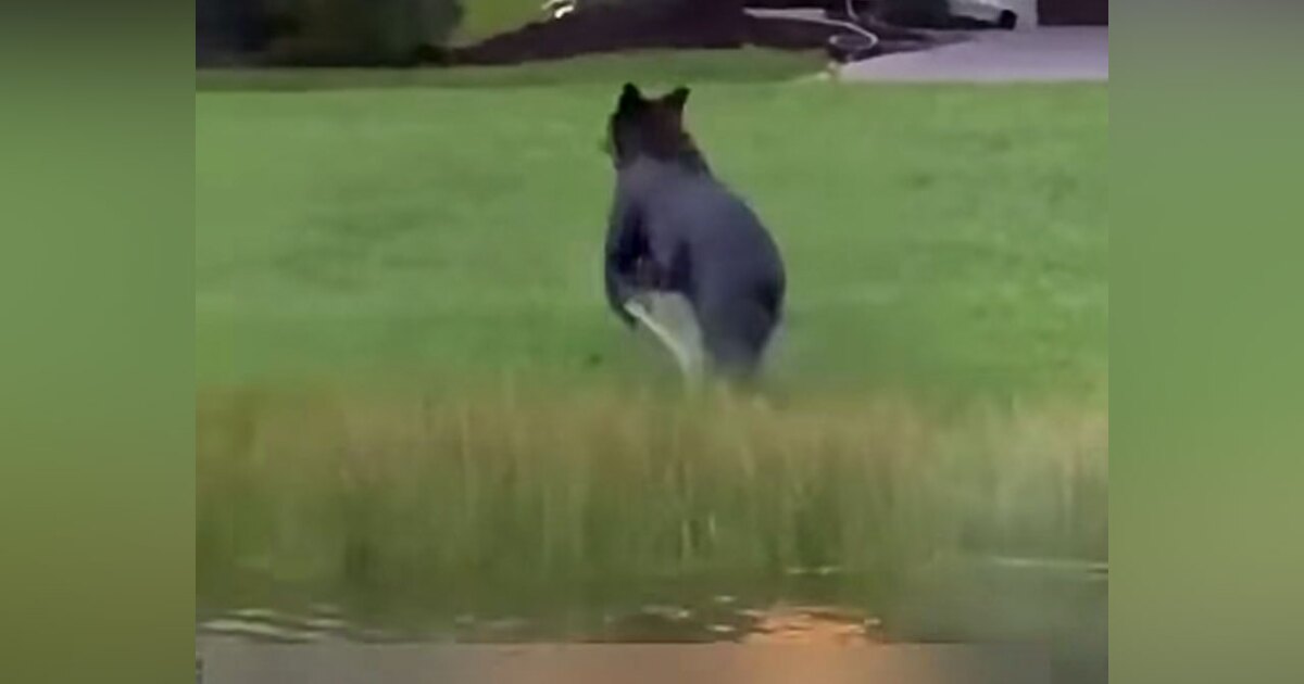 Black bear spotted swimming in Port St. Lucie neighborhood