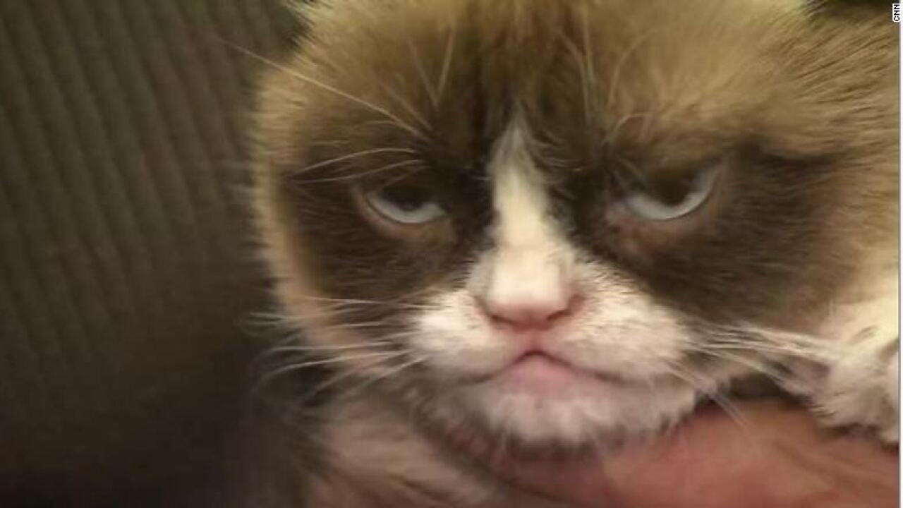 Grumpy Cat The Grouchy Faced Furball That Launched A Thousand