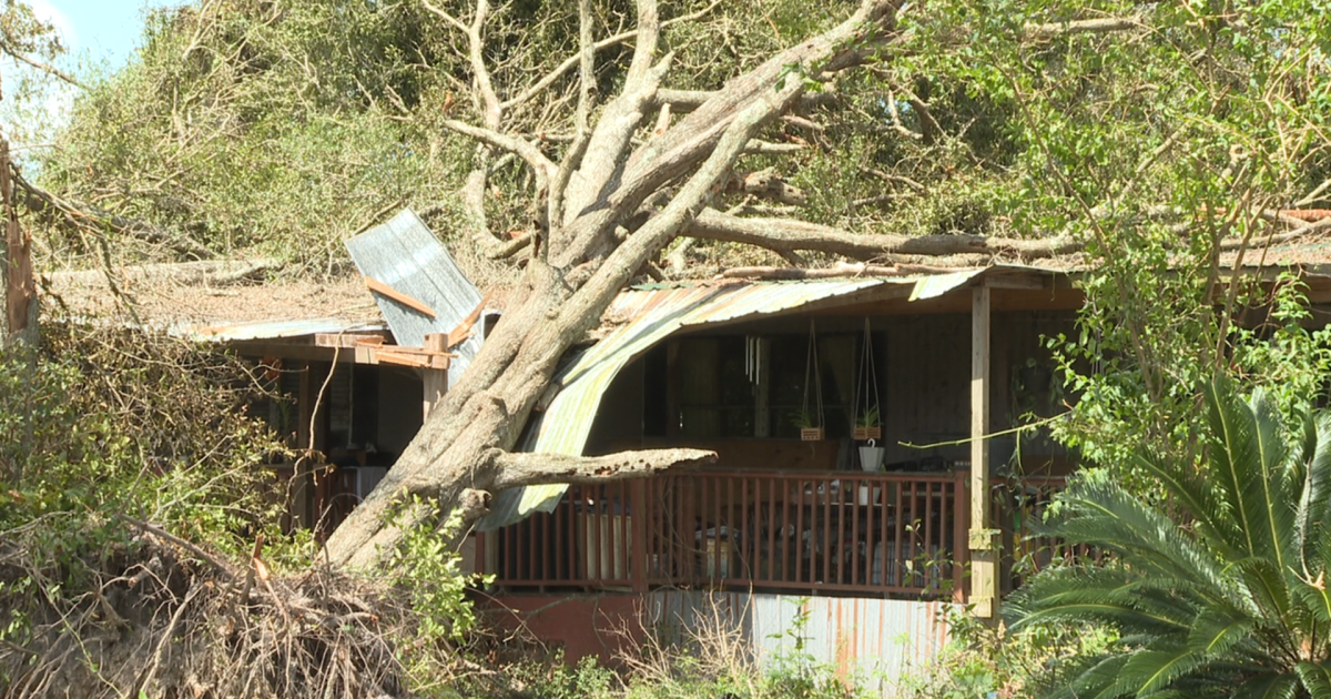 "It was just shocking" - Hurricane Idalia sends tree crashing home - Vimarsana News