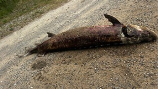 IMG_7096.jpeg