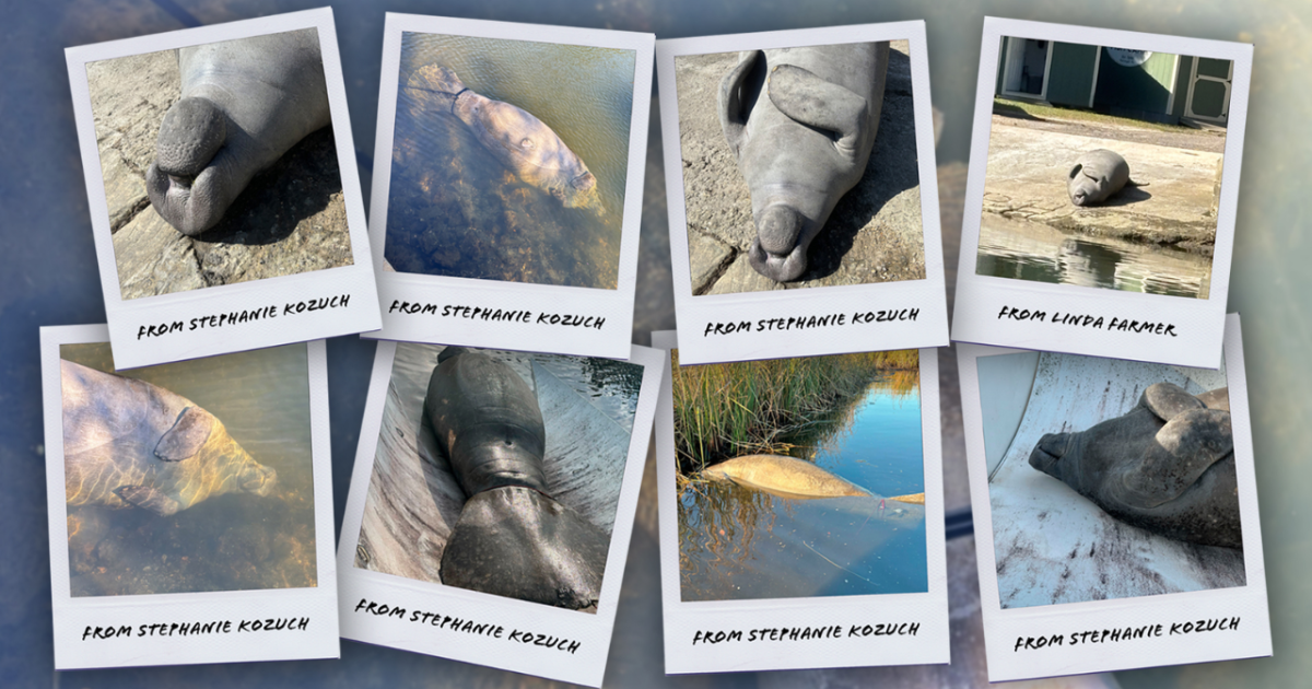 Biologist thinks Hurricane Idalia might be behind rash of manatee deaths - Vimarsana News