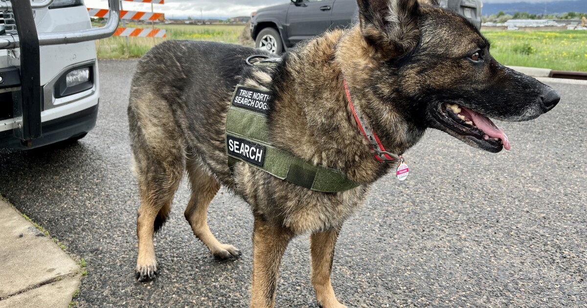 Cadaver dogs search site of old Helena graveyard - Vimarsana News