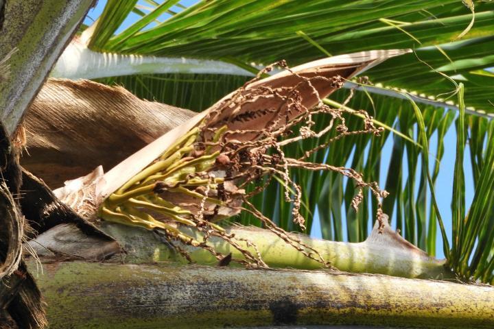 lethal bronzing disease 2