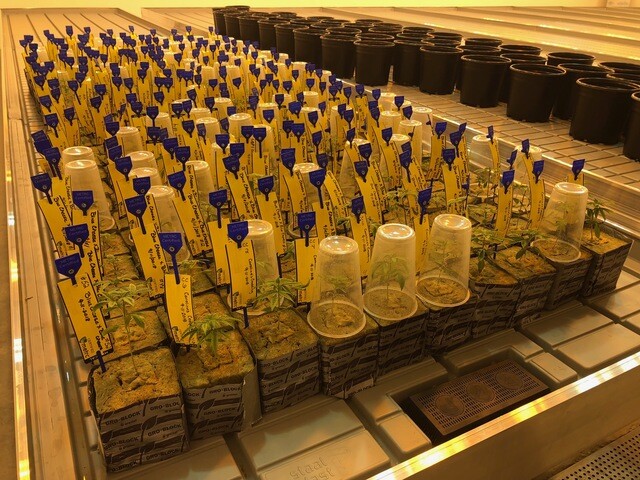Ohio's medical marijuana Cultivation facilites