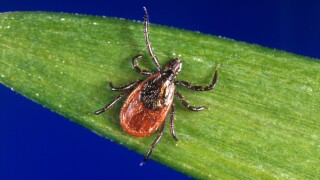 Tick Season