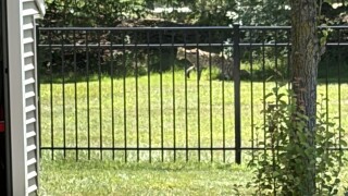 Savannah Cat Olmsted Township 