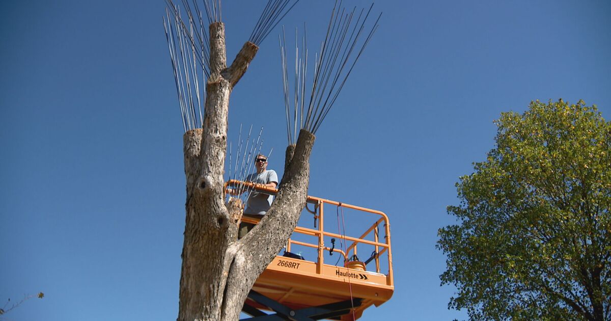 Tree sculpture project draws attention to bugkilling ash trees