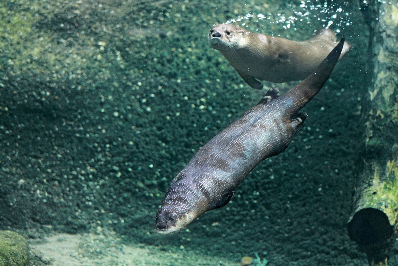 Otters at Potter Park Zoo