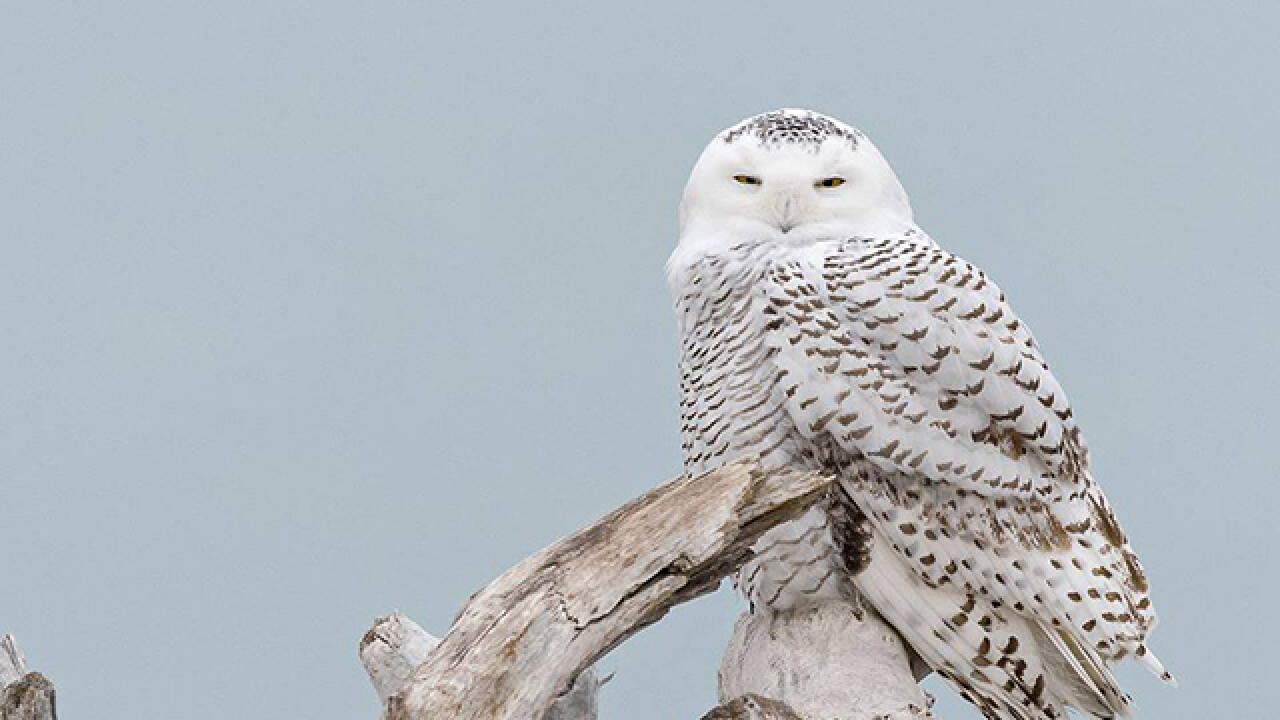 Snowy owl migration gives scientists chance to study them