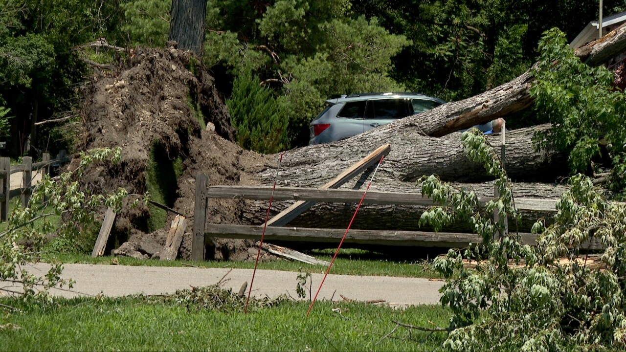 lake como fallen tree 1.jpg