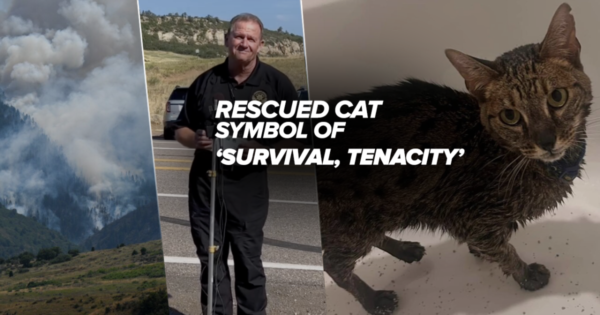 Http Rescued Lucky cat rescued from Quarry Fire: 'Symbol of what we’ve been through ...