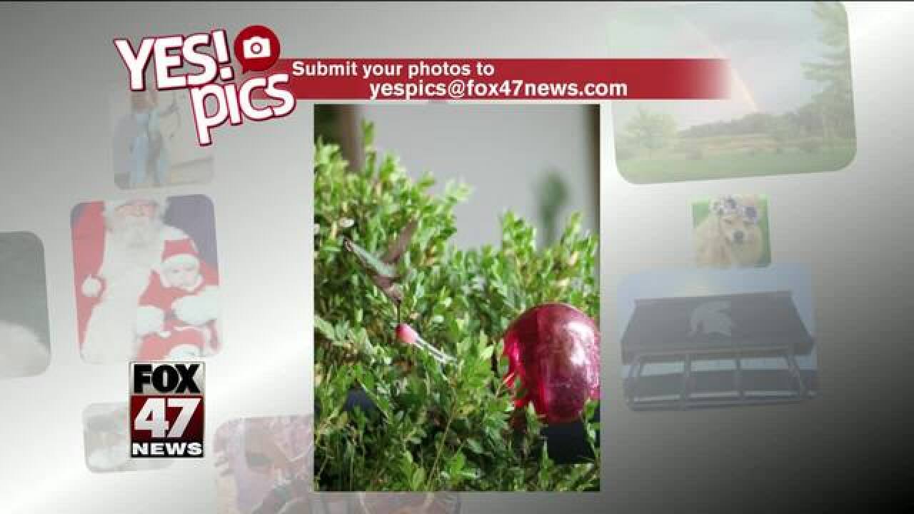 Yes! Pics: 6/19/18
