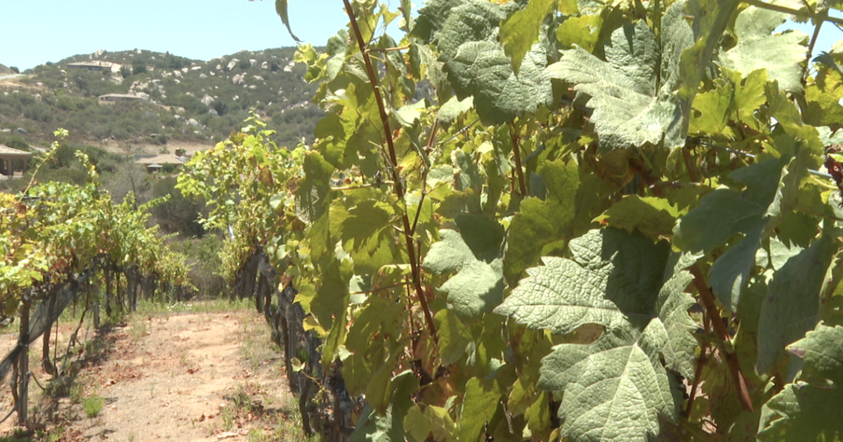 Lakeside Winery Adapts Operations as Heat Waves Alter Growing Seasons