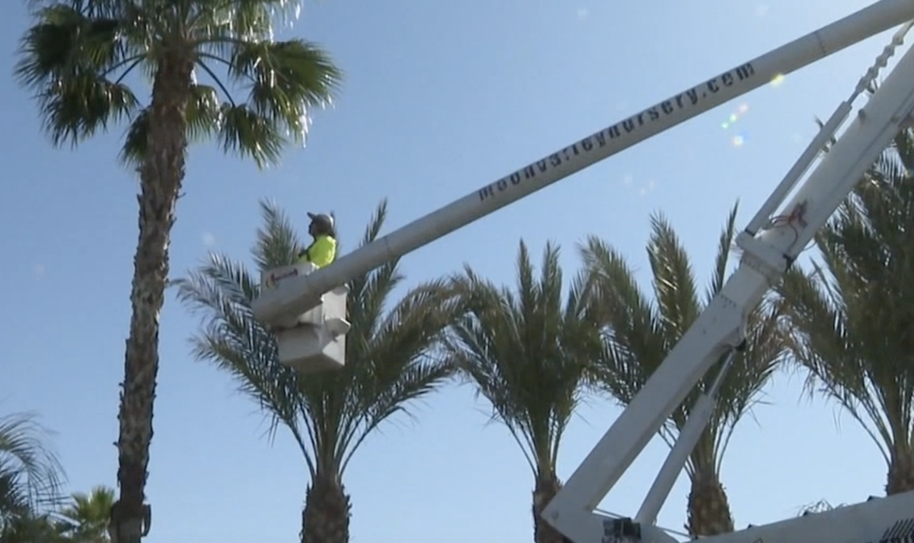 palm tree trimmer