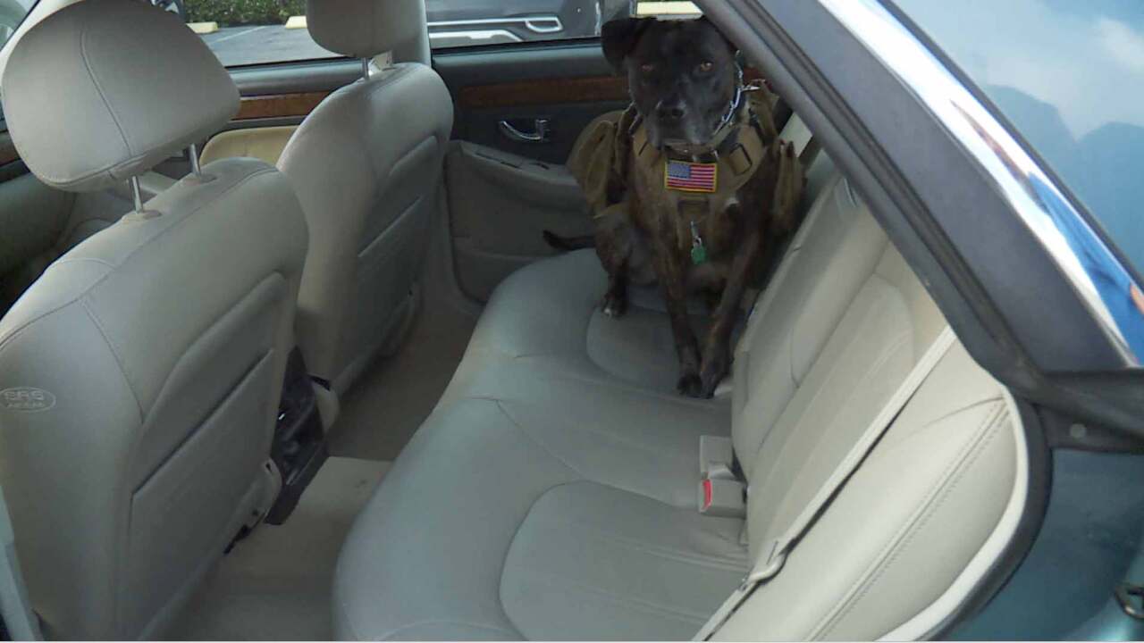 George Morales' service dog named Trooper