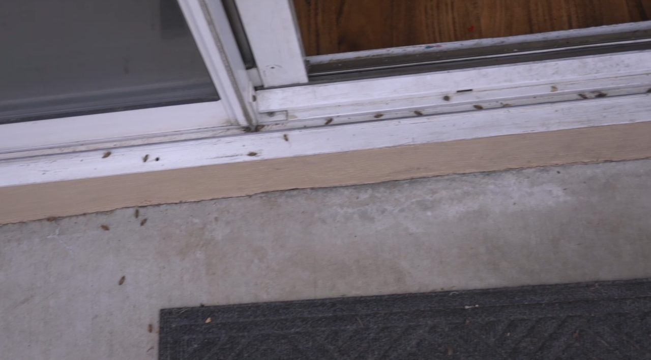 Henderson homeowners overrun by cockroaches linked to wetlands construction
