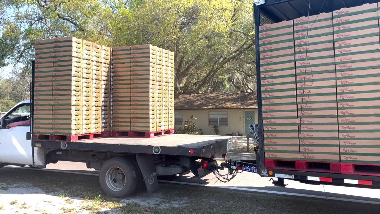 Florida strawberry farmers