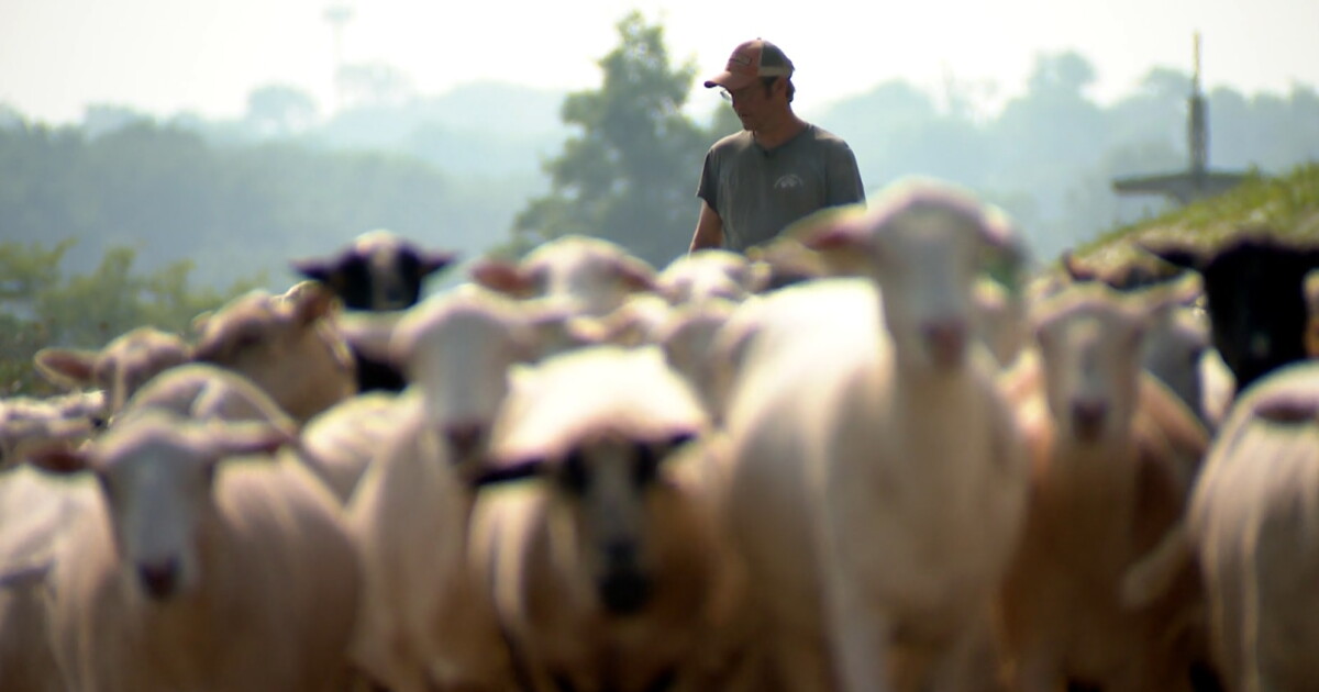 How a flock of sheep on a Nashville greenway is turning heads and saving money - Vimarsana News