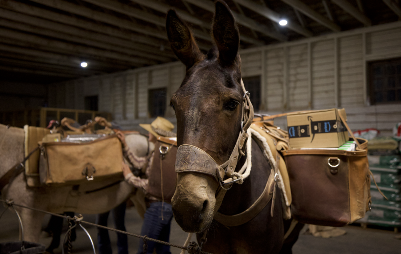 Amazon mules