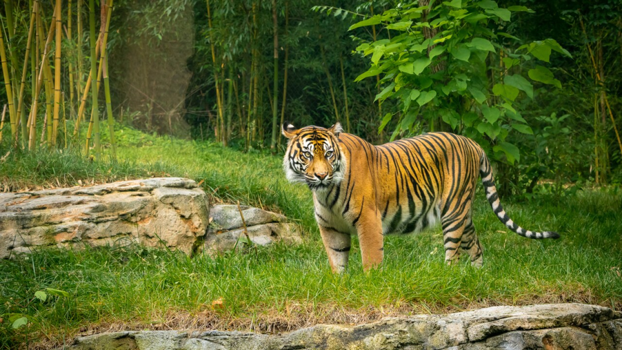 Nashville Zoo 