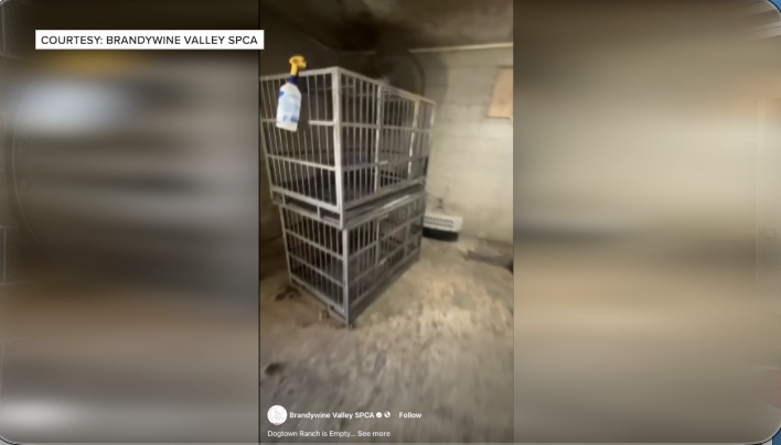 Rescued from the rescue: 97 Milam County Dogtown dogs get a new start with Brandywine Valley SPCA