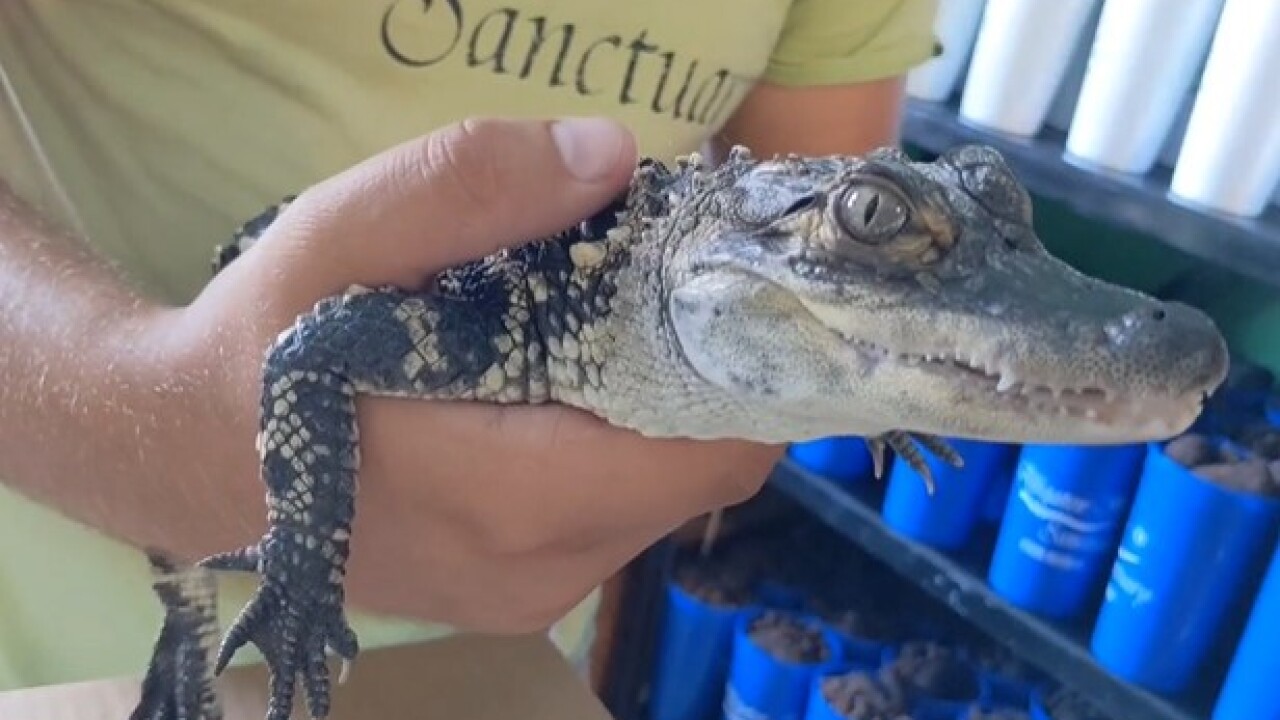 Long Lake Gator1.jpg