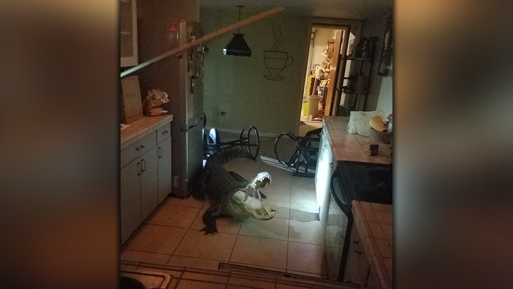 Alligator-in-kitchen.png