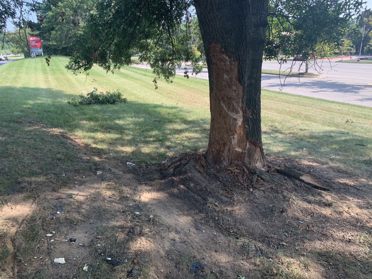 Tree in Howard County Crash 2.0.jpeg