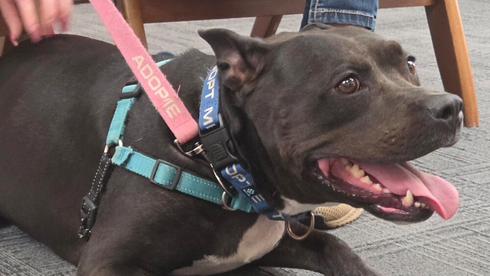 RAVEN FROM BARCS