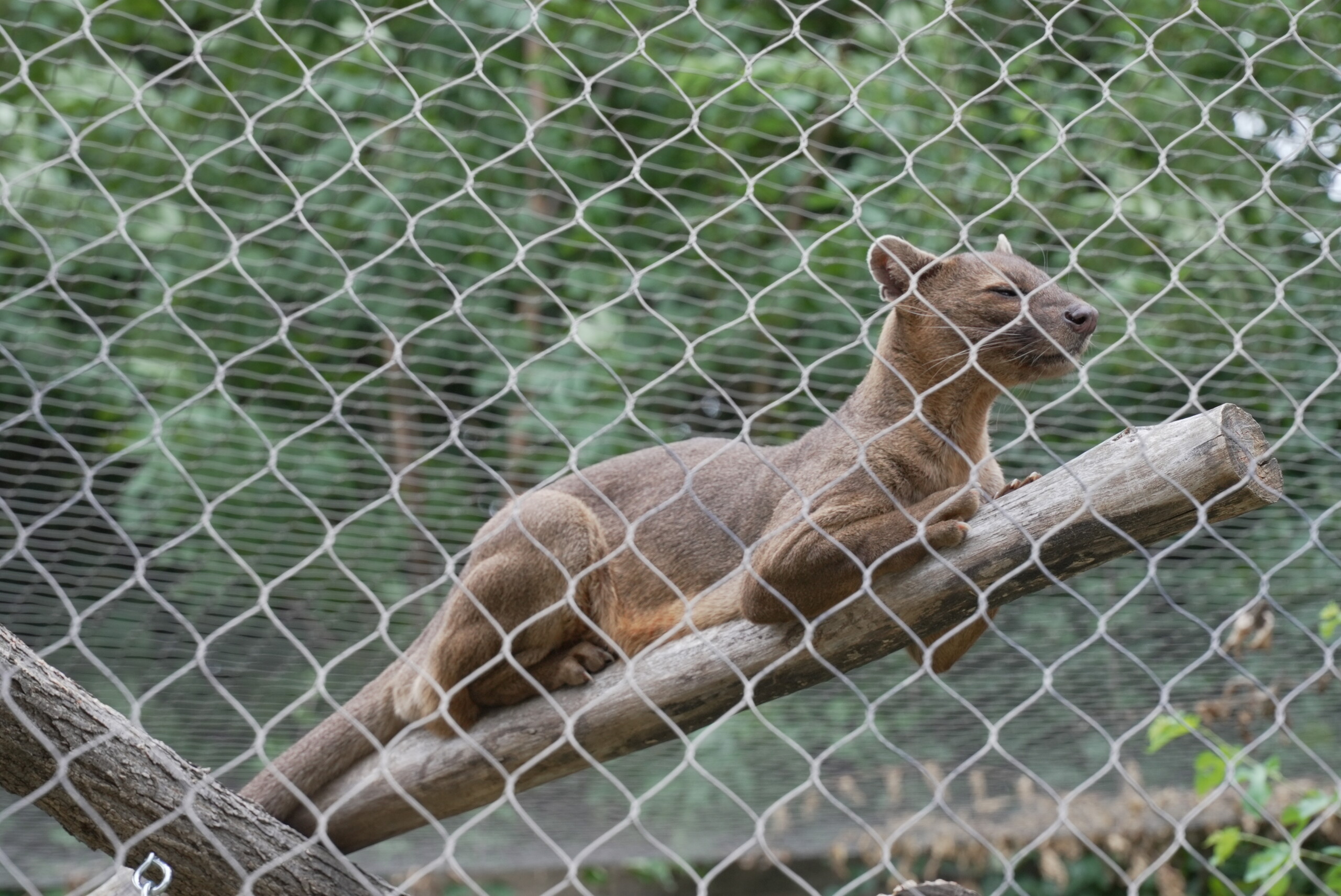 Zach at the Zoo: The Fossa