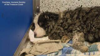 Staff at the Humane Society of the Treasure Coast (HSTC) in Palm City are in the midst of an arduous process: medically grooming, bathing and examining 36 Border Collies brought to them Monday.