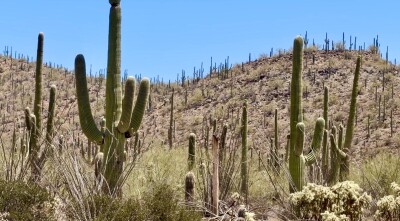 SaguaroNP.jpeg