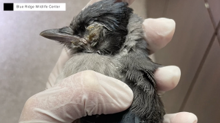 So far, at least 1,000 birds are officially reported to have been killed by the mystery illness, but according to the Audubon Society, the actual number is likely much higher - in the thousands. Scientists have ruled out West Nile Virus and Avian Flu, but otherwise remain stumped as to what the bird disease is.