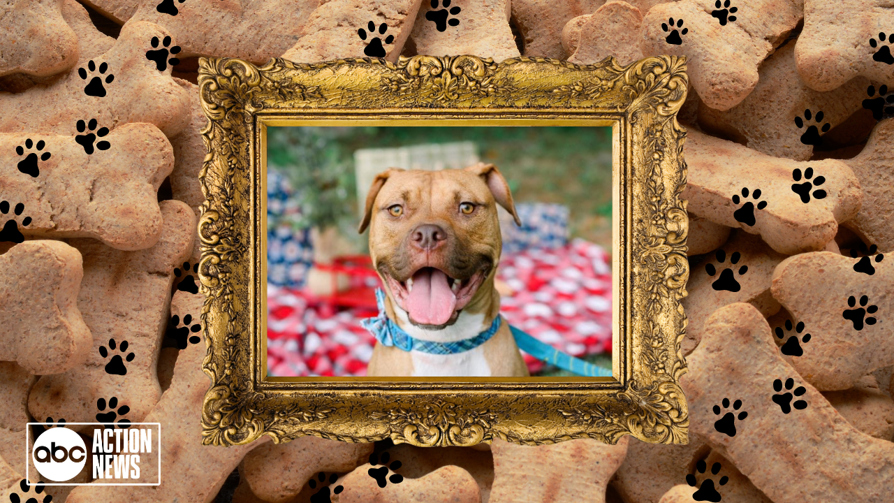 Rescues in Action: Ethan