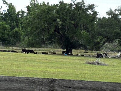 Madison County ranchers feel impact of drought as costs rise
