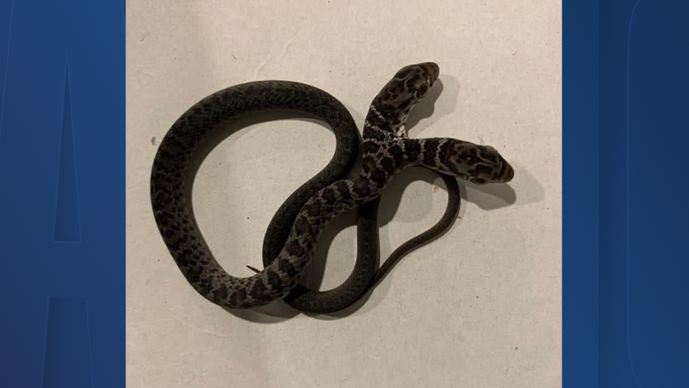 two-headed-snake1.png