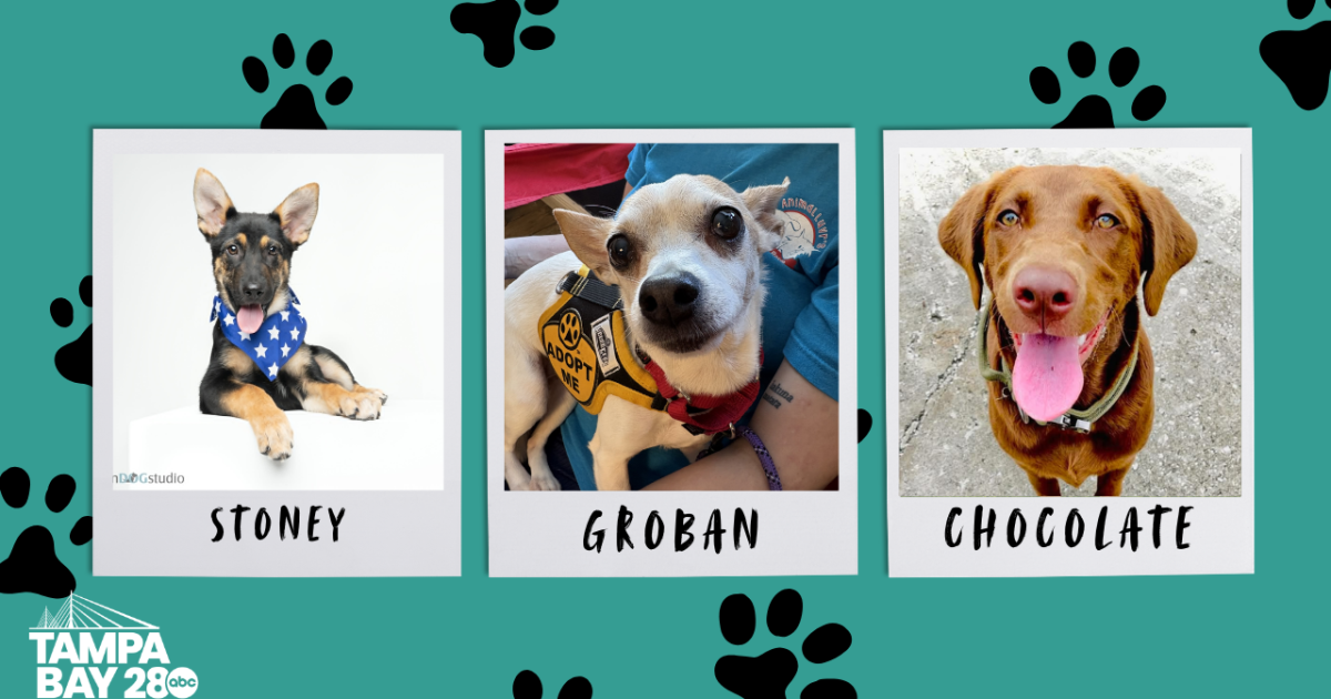 Rescues in Action: Chocolate, Groban and Stoney