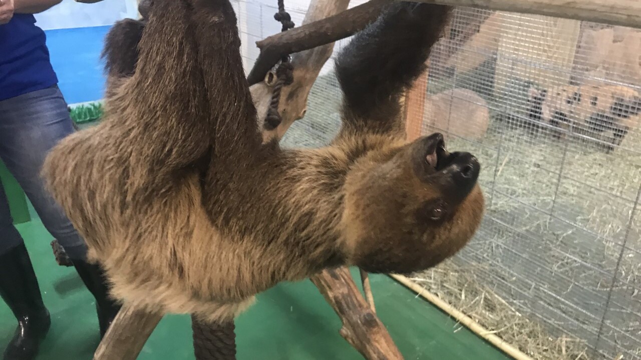 No more sloths allowed at SeaQuest after second animal death No more sloths allowed at SeaQuest after second animal death