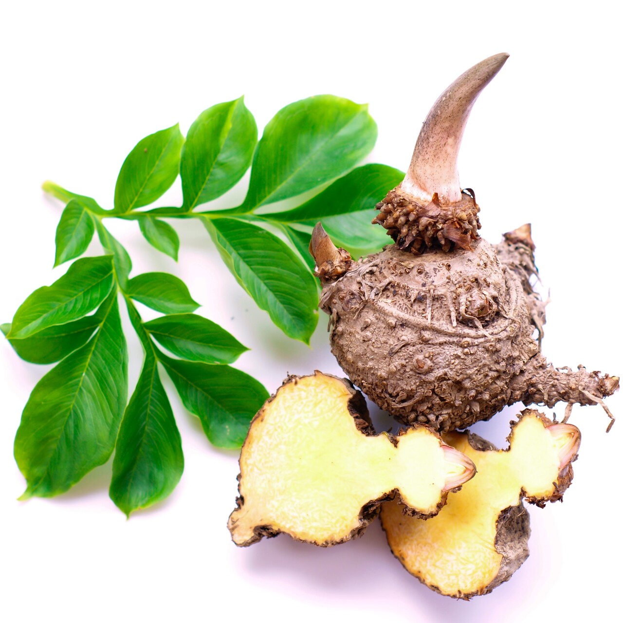 Elephant yam, Stanley s water-tub, Konjac